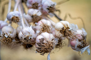 The Squeeze Bottle Sampler – Saratoga Garlic